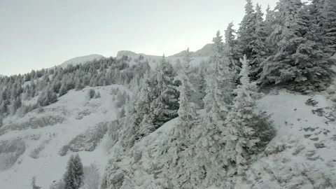 Tree in the mountain with snow Video stock 158925761