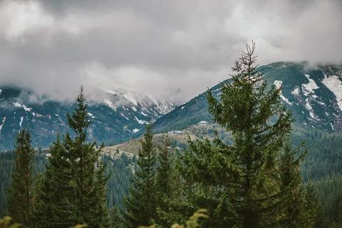 A tree with a mountain in the snow Stock Photos