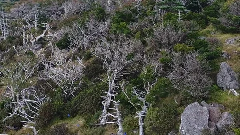 Tree in the mountain, tree in the forest Stock-Footage 310345296