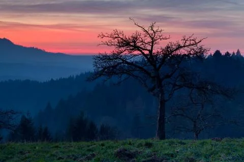 Tree in mountains at dramatic sunset Stock-Fotos