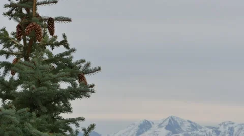 Tree with mountains Stock Footage 47974637