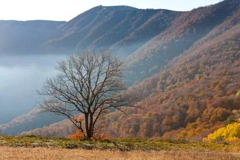 Tree in mountains Stock Photos