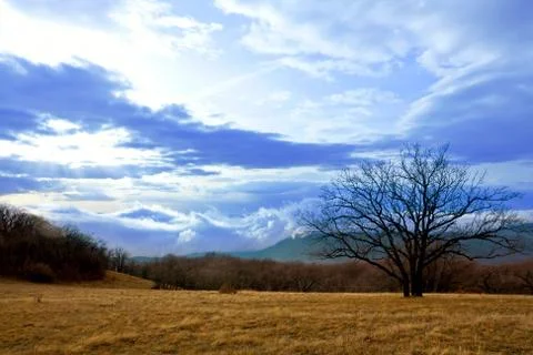Tree in mountains Stock Photos