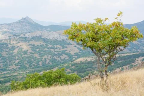 Tree in the mountains Foto stock