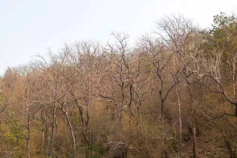 The tree is in the mountains Stock Photos