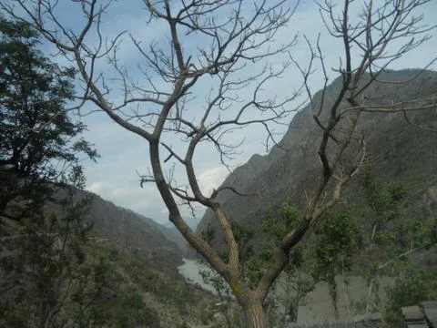 A tree in the mountains Stock Photos