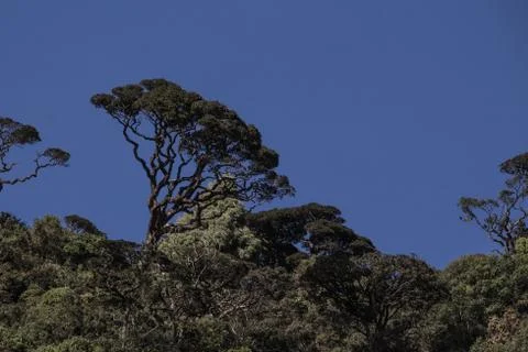 Tree in the mountains Stock Photos