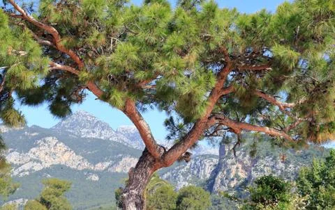 Tree in the mountains Stock-Fotos