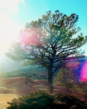 Tree In The Mountains Stock Photos