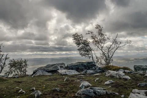 Tree in mountains - young tree on top of rock in strong wind Stock Photos