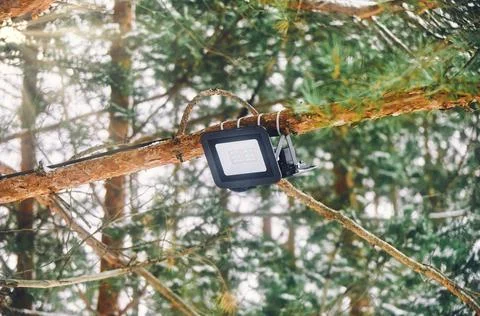 Tree-mounted led spotlight on the pine branch in the winter pine forest Stock Photos