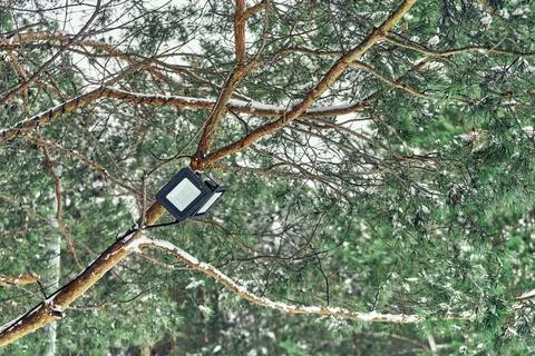 Tree-mounted led spotlight on the pine branch in the winter pine forest Stock Photos