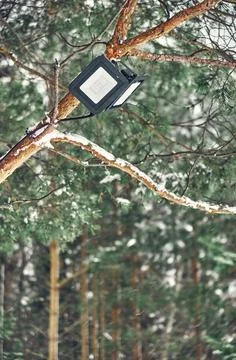 Tree-mounted led spotlight on the pine branch in the winter pine forest 写真素材
