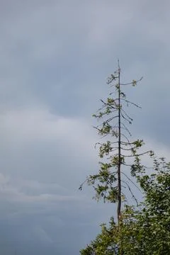 A tree on the mountins 库存照片