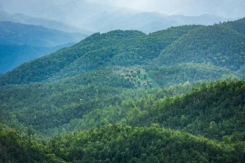 Tree on moutain background 写真素材