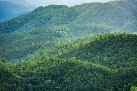 Tree on moutain background Stock Photos