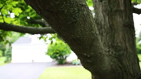 Tree Move Down Slow Motion Stock Footage 57751025