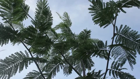 A tree is moved by the wind Stock Footage 219237813