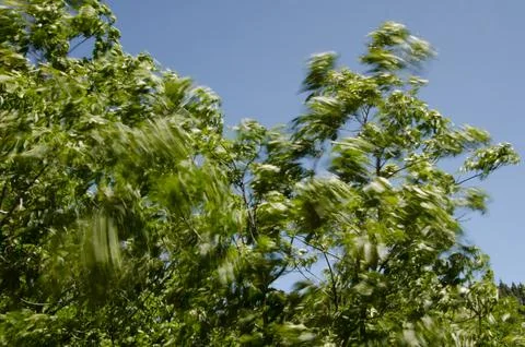 Tree moved by the wind. Stock Photos