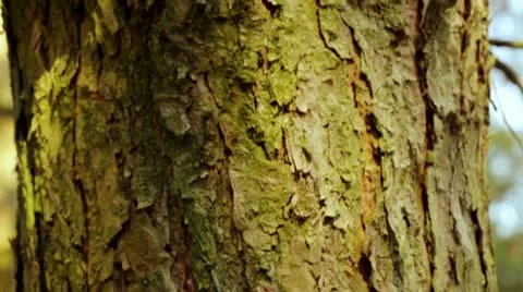 Tree movement Stock Footage 11357848