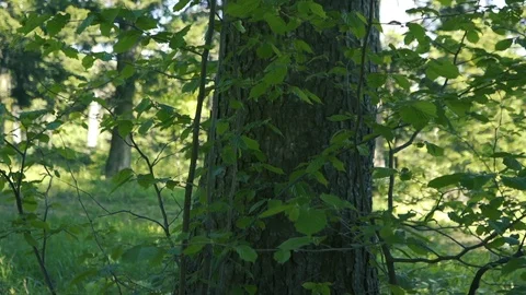 Tree movement with leaves and gras Stock Footage 112777985