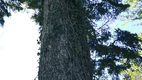 Tree movement with small farm in background Stock Footage 112777917