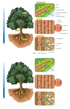 Tree-movement of water Stock Illustration