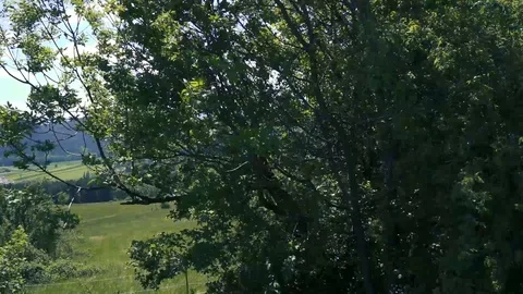 Tree movement with wind Stock Footage 112777431