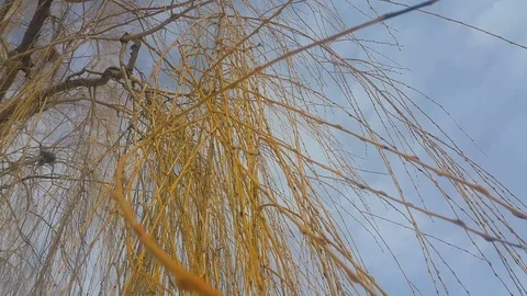 Tree moves Stock Footage 106367949