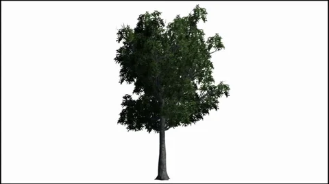 Tree moves slightly in the wind  - seperated nature Footage on white background Video stock 33721394