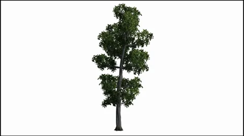 Tree moves slightly in the wind - seperated nature footage on white background Vidéo 33721399