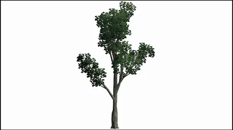 Tree moves slightly in the wind - seperated nature footage on white background Vidéo 33721696