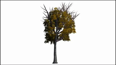 Tree moves slightly in the wind - seperated nature footage on white background Stock-Footage 33721736
