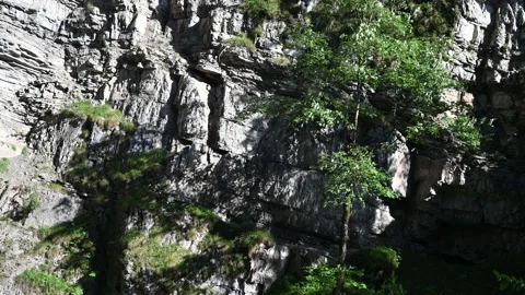 A tree moves in the wind in front of mountain rocks Video stock 219363403