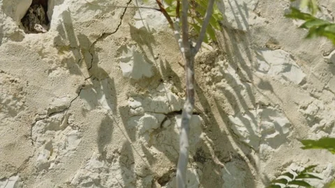 A tree moves in the wind, its shadow cast on a wall, Marseille, France Stock Footage 291303162