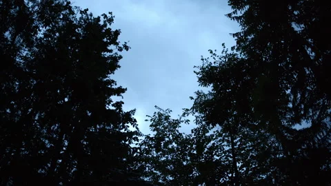 Tree moves with the wind at nightfall Stock Footage 318279199