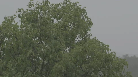 Tree moving in a downpour Stock Footage 160154647