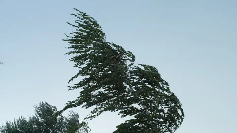 Tree moving fast in the storm blue sky Stock Footage 283217703