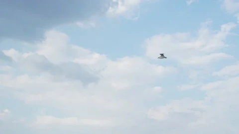 Tree moving fast in the storm blue sky Stock Footage 283218451