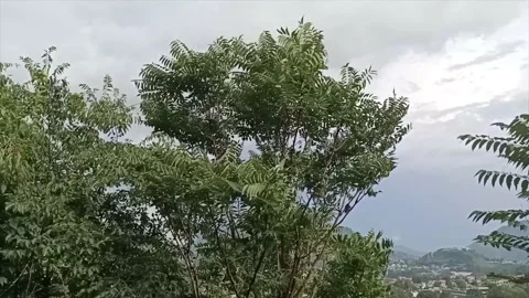 Tree Moving In Light Windy Weather  Stock Footage 157457654