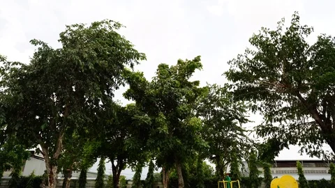 Tree moving before storm Vidéo 124826652