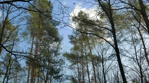 Tree moving in strong wind. Pine trees forest resisting a strong wind. Stock Footage 86238515