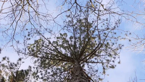 Tree Moving in Strong Wind, Shot from Down, Slow Motion Stock Footage 84900458