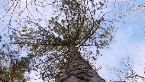 Tree Moving in Strong wind, Shot from Down, Slow Motion Stock Footage 84900834