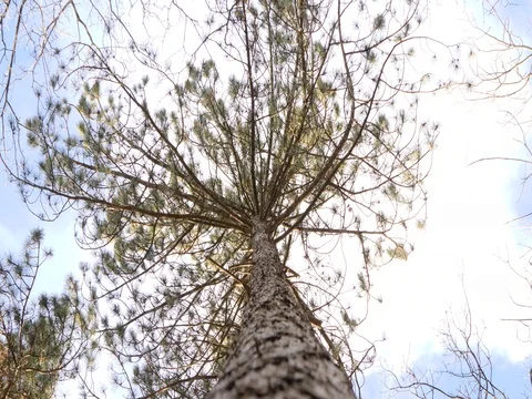 Tree moving with Strong wind, Shot From Down, Wide Angle, 4K Stock Footage 84981934