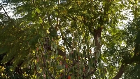 A tree moving through the strong wind Stock Footage 81982770