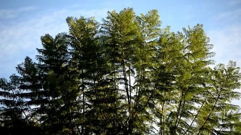 A tree moving through the strong wind Stock Footage 81983280