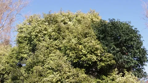 Tree moving in the wind on blue sky background Stock Footage 170115137