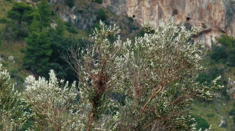 A Tree Moving From the Wind Video stock 68867700