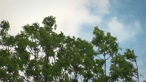 Tree moving in the wind Stock Footage 97254901